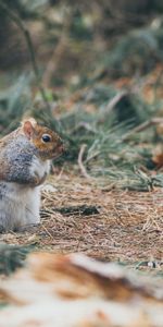 Animals,Grass,Stroll,Thick,Fat,Squirrel