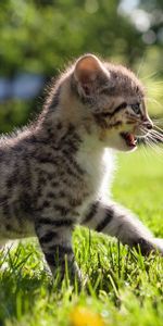 Flâner,Additionner,Herbe,Minou,Promenade,Chaton,Enfant,Animaux