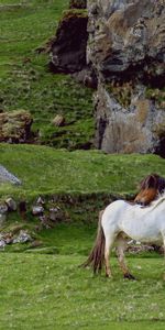 Animals,Grass,Structure,Pasture,Farm,Horses