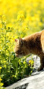 Animals,Grass,Summer,To Sniff,Smell,Cat