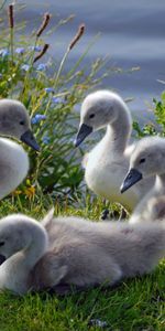 Animaux,Herbe,Troupeau,Cygnes,Famille,Canetons,Une Famille