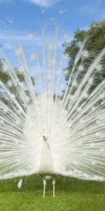 Animals,Grass,Tail,Bird,Peacock