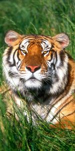 Animals,Grass,Tigers