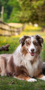 Animals,Grass,To Lie Down,Lie,Australian Shepherd,Park