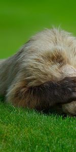 Animals,Grass,To Lie Down,Lie,Bear,Hide,Paw