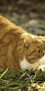 Animals,Grass,To Lie Down,Lie,Fat,Thick,Hunting,Hunt,Cat