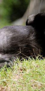 Animaux,Mensonge,Herbe,Se Coucher,Un Singe,Singe,Gorille