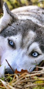 Animals,Grass,To Lie Down,Lie,Husky,Expectation,Waiting,Sorrow,Sadness