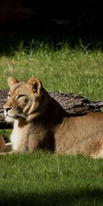 Herbe,Enregistrer,Rapport,Se Coucher,Mensonge,Animaux,Un Lion,Lion