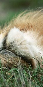 Animals,Grass,To Lie Down,Lie,Muzzle,Lion