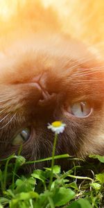 Animals,Grass,To Lie Down,Lie,Muzzle,Playful,British Shorthair,Cat