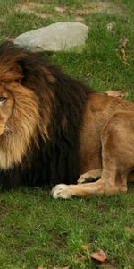 Animals,Grass,To Lie Down,Lie,Predator,Big Cat,Mane,Lion