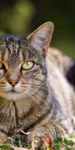 Animals,Grass,To Lie Down,Lie,Striped,Leaves,Autumn,Cat