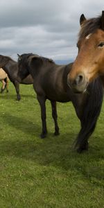 Animales,Hierba,Rebaño,Manada,Estar De Pie,Caballos