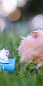 Animals,Grass,Toys,Fluffy,Hamster