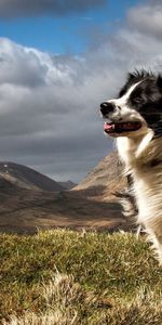 Animals,Grass,Wind,Dog