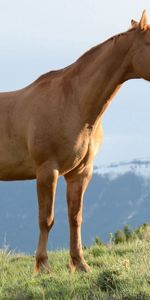 Montagnes,Étalon,Herbe,Vent,Cheval,Animaux