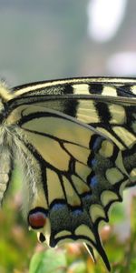 Animals,Grass,Wings,Patterns,Butterfly