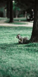 Animals,Grass,Wood,Tree,Animal,Park,Squirrel