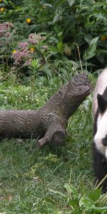 Animals,Grass,Wood,Tree,Stroll,Panda