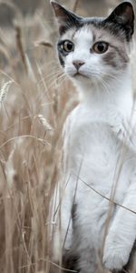 Herbe,Valeur,Animaux,Chat