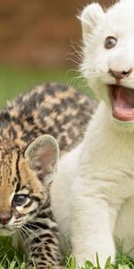 Animals,Grass,Young,Cubs,Big Cats,Tiger Cub,Tiger