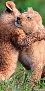 Animals,Grass,Young,Cubs,Lion Cubs,Care,Embrace