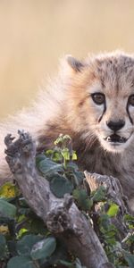 Animals,Grass,Young,Joey,Bark,Cheetah