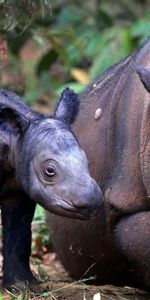 Rhinocéros,Herbe,Jeune,Se Soucier,Soin,Joey,Animaux