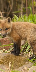 Herbe,Jeune,Joey,Un Renard,Animaux,Renard