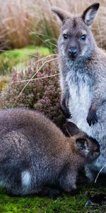 Animals,Grass,Young,Joey,Kangaroo,Care