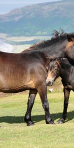 Chevaux,Montagnes,Herbe,Jeune,Animaux,Joey