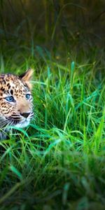 Animales,Hierba,Joven,Tumbarse,Mentir,Esconder,Acosar,Joey,Acechar,Leopardo,Caza