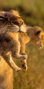 Animals,Grass,Young,Lioness,Joey,Care