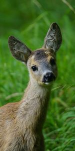 Animals,Grass,Young,Muzzle,Deer