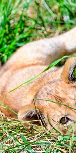 Animals,Grass,Young,Nice,Sweetheart,Joey,Lion Cub,Lion