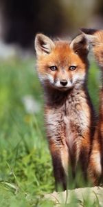 Animals,Grass,Young,Open Mouth,Cubs,Pair,Fox,Couple