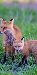 Animaux,Herbe,Jeune,Animal,Joey,Prédateur,Un Renard,Renard