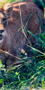 Animals,Grass,Young,Predator,Animal,Joey,Lion Cub,Lion