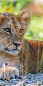 Hierba,Joven,Depredador,Visión,Joey,Cachorro De León,Animales,Opinión,León