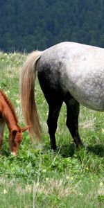 Domaine,Flâner,Étalon,Herbe,Joey,Jeune,Champ,Promenade,Nourriture,Cheval,Animaux