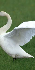 Animals,Grass,Young,Swan,Cubs,Family