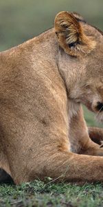 Animals,Grass,Young,To Lie Down,Lie,Lioness,Joey,Care