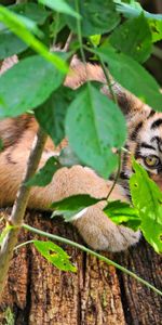 Animals,Grass,Young,To Lie Down,Lie,Tiger,Joey,Tiger Cub,Leaves