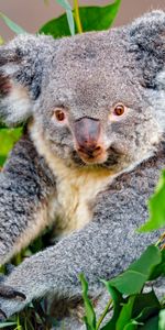 Animaux,Faune,Animal,Koala