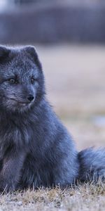 Animals,Grey,Arctic Fox,Animal,Fox