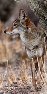 Faune,Coyote,Animal,Animaux,Marron