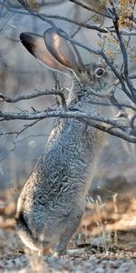 Animals,Grey,Hare,Branch,Animal