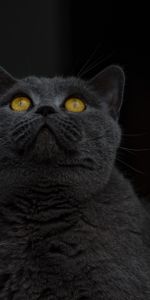 Animals,Grey,Sight,Opinion,British Shorthair Cat,British Shorthaired Cat,Cat