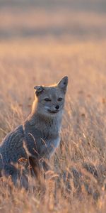 Animaux,Renard Américain,Faune,Animal,Un Renard,Renard